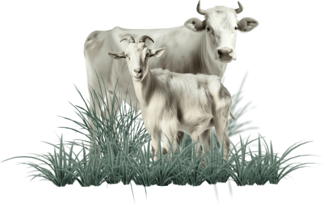 Sapi TernakGrow