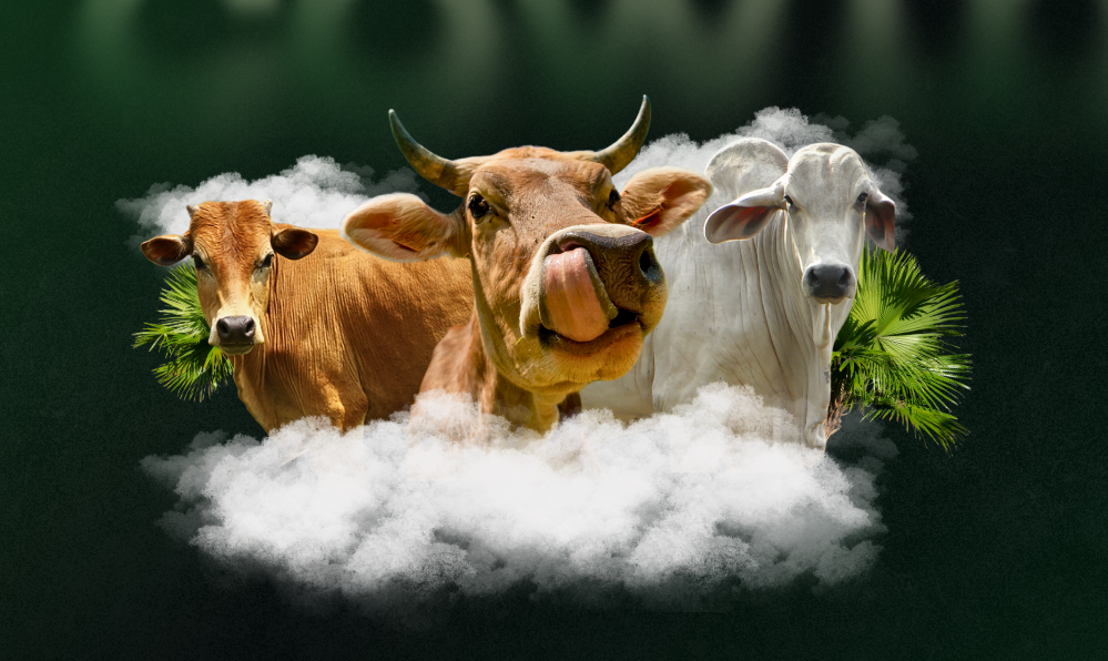 Beberapa sapi di kandang penggemukan TernakGrow